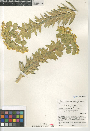  (Euphorbia rigida - CCDB-24964-H11)  @11 [ ] CreativeCommons - Attribution Non-Commercial Share-Alike (2015) SDNHM San Diego Natural History Museum