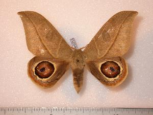  (Leucanella flavissima - BC-Her0233)  @14 [ ] Copyright (2010) Daniel Herbin Research Collection of Daniel Herbin