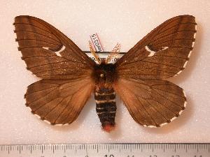  (Cerodirphia gualaceensis - BC-Her0315)  @14 [ ] Copyright (2010) Daniel Herbin Research Collection of Daniel Herbin