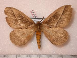  (Pseudodirphia boliviana - BC-Her0033)  @14 [ ] Copyright (2010) Daniel Herbin Research Collection of Daniel Herbin