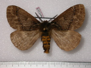  (Pseudodirphia knorkei - BC-Her0353)  @14 [ ] Copyright (2010) Daniel Herbin Research Collection of Daniel Herbin