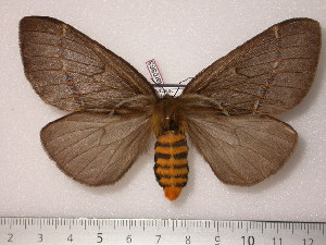  (Pseudodirphia varia - BC-Her0363)  @15 [ ] Copyright (2010) Daniel Herbin Research Collection of Daniel Herbin