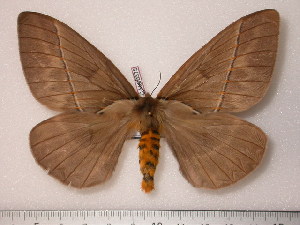  (Pseudodirphia mexicana - BC-Her0375)  @15 [ ] Copyright (2010) Daniel Herbin Research Collection of Daniel Herbin