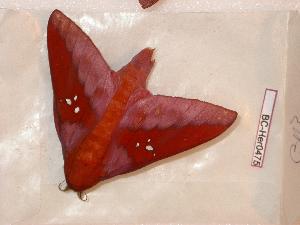  ( - BC-Her0475)  @13 [ ] Copyright (2010) Daniel Herbin Research Collection of Daniel Herbin