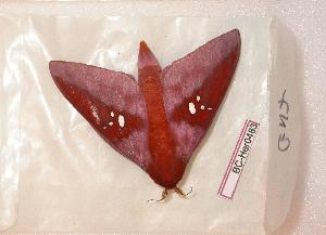  ( - BC-Her0483)  @13 [ ] Copyright (2010) Daniel Herbin Research Collection of Daniel Herbin
