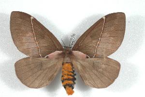  (Pseudodirphia eumedide - BC-Her0770)  @14 [ ] Copyright (2010) Daniel Herbin Research Collection of Daniel Herbin
