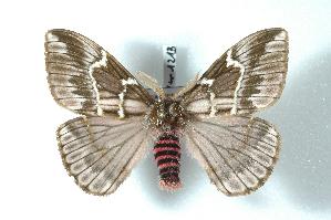  (Hemileucinae - BC-Her1213)  @16 [ ] Copyright (2010) Daniel Herbin Research Collection of Daniel Herbin