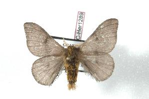  ( - BC-Her1289)  @13 [ ] Copyright (2010) Daniel Herbin Research Collection of Daniel Herbin