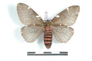  (Paradirphia latipunctata - BC-Her1138)  @14 [ ] Copyright (2010) Daniel Herbin Research Collection of Daniel Herbin