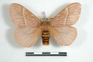  (Lemaireodirphia lasiocampina - BC-Her1202)  @14 [ ] Copyright (2010) Daniel Herbin Research Collection of Daniel Herbin