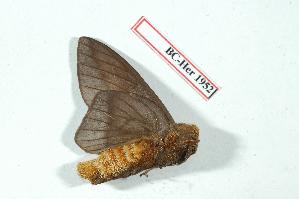  ( - BC-Her1952)  @12 [ ] Copyright (2010) Daniel Herbin Research Collection of Daniel Herbin