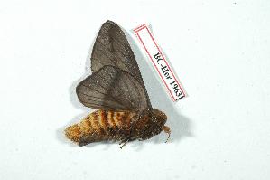  ( - BC-Her1963)  @12 [ ] Copyright (2010) Daniel Herbin Research Collection of Daniel Herbin