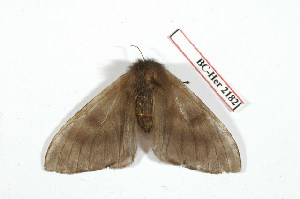  ( - BC-Her2182)  @13 [ ] Copyright (2010) Daniel Herbin Research Collection of Daniel Herbin