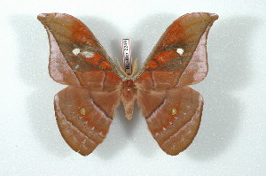  (Copaxa yungaskoenigoides - BC-Her2240)  @14 [ ] Copyright (2010) Daniel Herbin Research Collection of Daniel Herbin