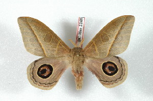 (Leucanella viridescens paraviridior - BC-Her2248)  @15 [ ] Copyright (2010) Daniel Herbin Research Collection of Daniel Herbin