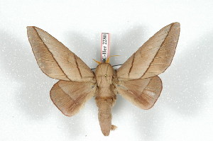  (Citioica homoea - BC-Her2280)  @14 [ ] Copyright (2010) Daniel Herbin Research Collection of Daniel Herbin