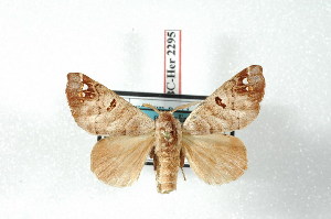  (Pantelodes maranhensis - BC-Her2295)  @13 [ ] Copyright (2010) Daniel Herbin Research Collection of Daniel Herbin