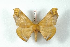  (Quentalia cachiana - BC-Her3464)  @11 [ ] Copyright (2010) Daniel Herbin Research Collection of Daniel Herbin
