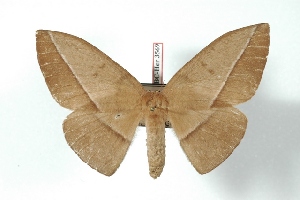  (Lonomia belizonensis - BC-Her3569)  @15 [ ] Copyright (2010) Daniel Herbin Research Collection of Daniel Herbin