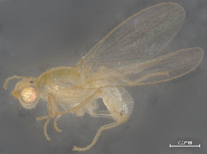  (Chyromya flava - BIOUG32667-H05)  @11 [ ] CreativeCommons - Attribution (2021) CBG Photography Group Centre for Biodiversity Genomics