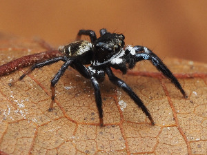  (Corythalia cf. flavida - SDNA021)  @11 [ ] nrr (2025) Unspecified Unspecified