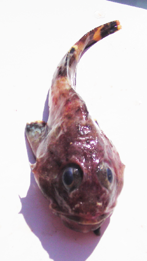  ( - ATS-21)  @12 [ ] CreativeCommons - Attribution Share-Alike (2013) Unspecified Western Sierra Collegiate Academy