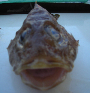  ( - ATS-19)  @12 [ ] CreativeCommons - Attribution Share-Alike (2013) Unspecified Foothill Technology High School