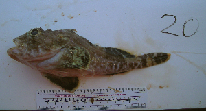  ( - ATS-20)  @12 [ ] CreativeCommons - Attribution Share-Alike (2013) Unspecified Foothill Technology High School