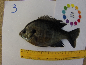  ( - 14_schs_AM_Fish4)  @14 [ ] CreativeCommons - Attribution Share-Alike (2014) Unspecified St. Clair High School