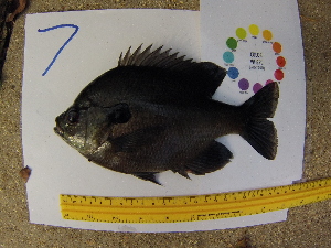  ( - 14_schs_Am_Fish7)  @14 [ ] CreativeCommons - Attribution Share-Alike (2015) Unspecified St. Clair High School
