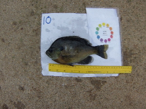  ( - 14_schs_AM_Fish10)  @13 [ ] CreativeCommons - Attribution Share-Alike (2015) Unspecified St. Clair High School
