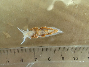  (Hermissenda opalescens - UP16_SP_ME_007)  @11 [ ] CreativeCommons - Attribution Share-Alike (2016) Unspecified Bamfield Marine Sciences Centre
