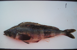  ( - ATS-1)  @12 [ ] CreativeCommons - Attribution Share-Alike (2013) Unspecified Clark Magnet High School