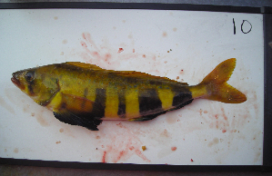  ( - ATS-10)  @12 [ ] CreativeCommons - Attribution Share-Alike (2013) Unspecified Clark Magnet High School