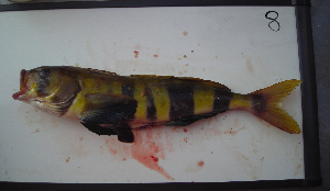  ( - ATS-8)  @12 [ ] CreativeCommons - Attribution Share-Alike (2013) Unspecified Clark Magnet High School