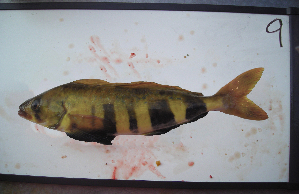  ( - ATS-9)  @12 [ ] CreativeCommons - Attribution Share-Alike (2013) Unspecified Clark Magnet High School