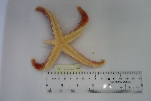  ( - 17_MIZ1_046)  @11 [ ] CreativeCommons - Attribution Share-Alike (2017) Unspecified Bamfield Marine Sciences Centre