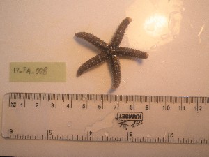  ( - 17_FA_008)  @11 [ ] CreativeCommons - Attribution Share-Alike (2017) Unspecified Bamfield Marine Sciences Centre