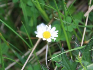  ( - Bellis_perennis_7)  @11 [ ] CreativeCommons - Attribution Share-Alike (2017) Unspecified Durham University