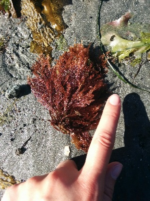  ( - 17_Seaweeds_AEH-7)  @11 [ ] CreativeCommons - Attribution Share-Alike (2017) Unspecified Bamfield Marine Sciences Center