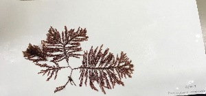  ( - 17_Seaweeds_AEH-7)  @11 [ ] CreativeCommons - Attribution Share-Alike (2017) Unspecified Bamfield Marine Sciences Center