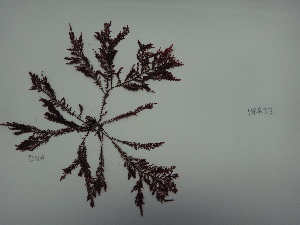  ( - 17_Seaweeds_HRR23)  @11 [ ] CreativeCommons - Attribution Share-Alike (2017) Unspecified Bamfield Marine Sciences Center