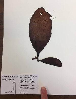  ( - 17_Seaweeds_EAN25)  @11 [ ] CreativeCommons - Attribution Share-Alike (2017) Unspecified Bamfield Marine Sciences Centre