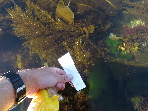  ( - 17_Seaweeds_IAC9)  @11 [ ] CreativeCommons - Attribution Share-Alike (2017) Unspecified Bamfield Marine Sciences Center