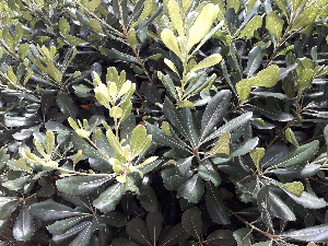  ( - Pittosporum tobira)  @11 [ ] CreativeCommons - Attribution Share-Alike (2018) Unspecified I.E.S. Juan Carlos I