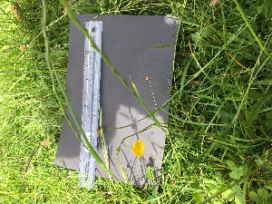 ( - Ranunculus-acris2_50)  @11 [ ] CreativeCommons - Attribution Share-Alike (2018) Unspecified Durham University, United Kingdom