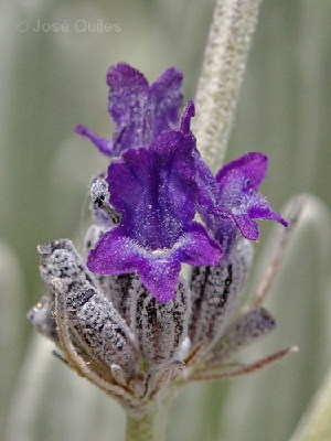  (Lavandula lanata - 19-IESJC1-ELB-07)  @11 [ ] CreativeCommons - Attribution Share-Alike (2019) Unspecified I.E.S Juan Carlos I