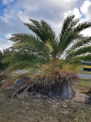  (Phoenix dactylifera - CPGF80)  @11 [ ] CreativeCommons - Attribution Share-Alike (2019) Unspecified AUA