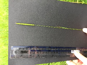  ( - Cynosurus_cristatus_10)  @11 [ ] CreativeCommons - Attribution Share-Alike (2019) Unspecified Durham University