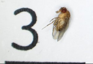  ( - DKU.Biol201.F19.TC1.3)  @11 [ ] CreativeCommons - Attribution Share-Alike (2019) Unspecified Duke Kunshan University